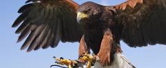 Falconry Hunting Experience, Yuba City